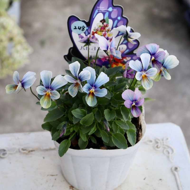 進化系レインボーブルー☆画像で花の色・形を選べる!!うえたビオラ
