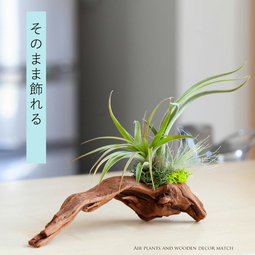 エアプランツ（流木チランジア）初心者おすすめの飾り方、育て方