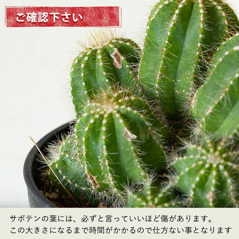 長年付き合える、群生サボテン | [公式]e-花屋さん