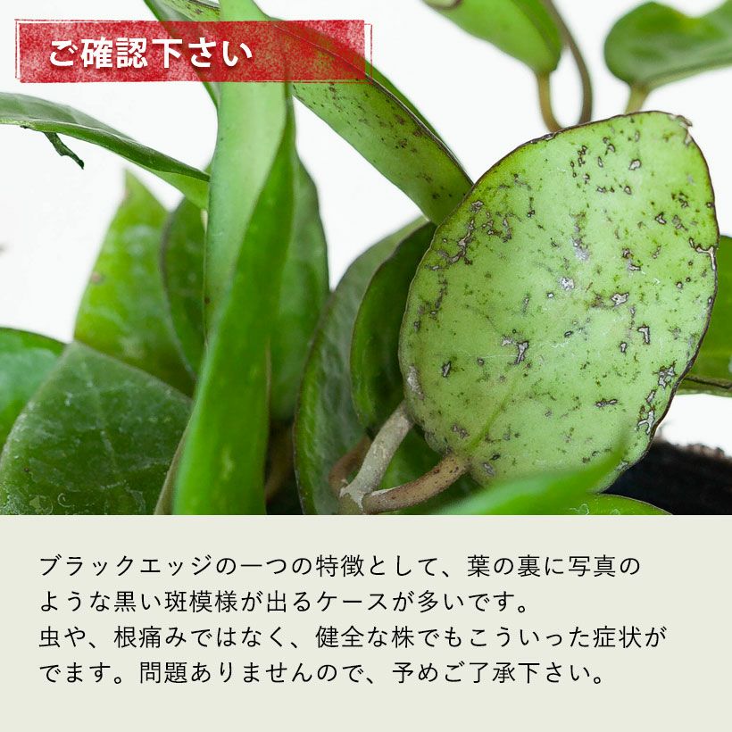 ホヤ(パラシティカ)ブラックエッジ亀の甲羅みたいな葉脈｜e-花屋