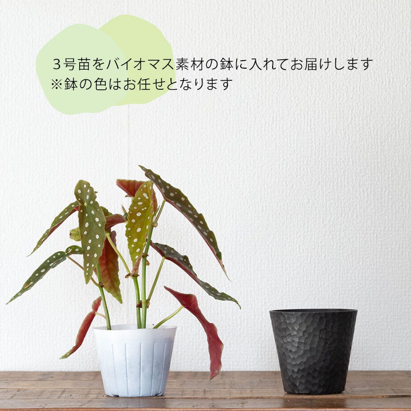 ベゴニア「マクラータ」水玉（ドット）柄人気種3本挿しポット苗