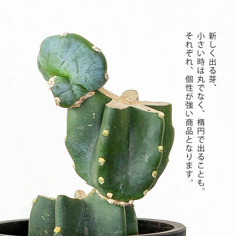 柱サボテン鬼面角｜ジグザグ段々に芽吹かせたブランチ仕立て