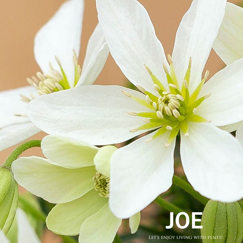 常緑クレマチス「カートマニージョー」ニュージーランド系