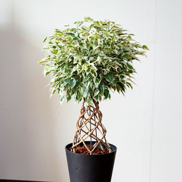 000000001279-01.jpg?size=l&w=