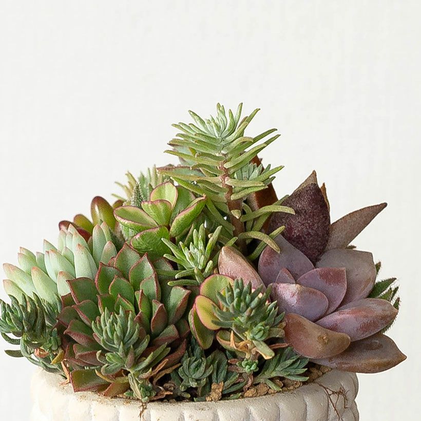 多肉カラフル寄せ植えミニ陶器鉢｜ツキトジやセダムなど8種以上