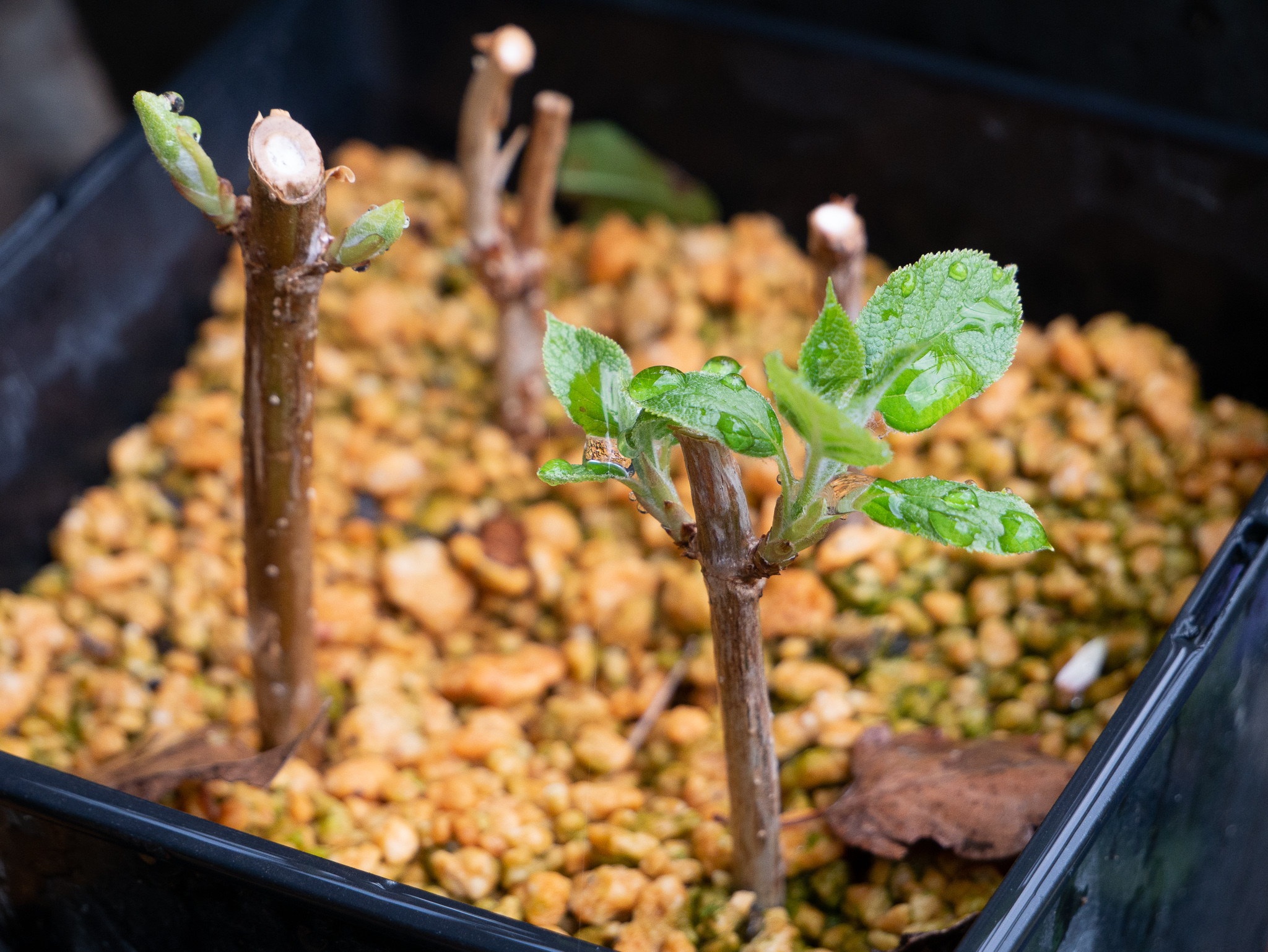 アジサイ”アナベル”の休眠挿し（寒挿し） | monologs