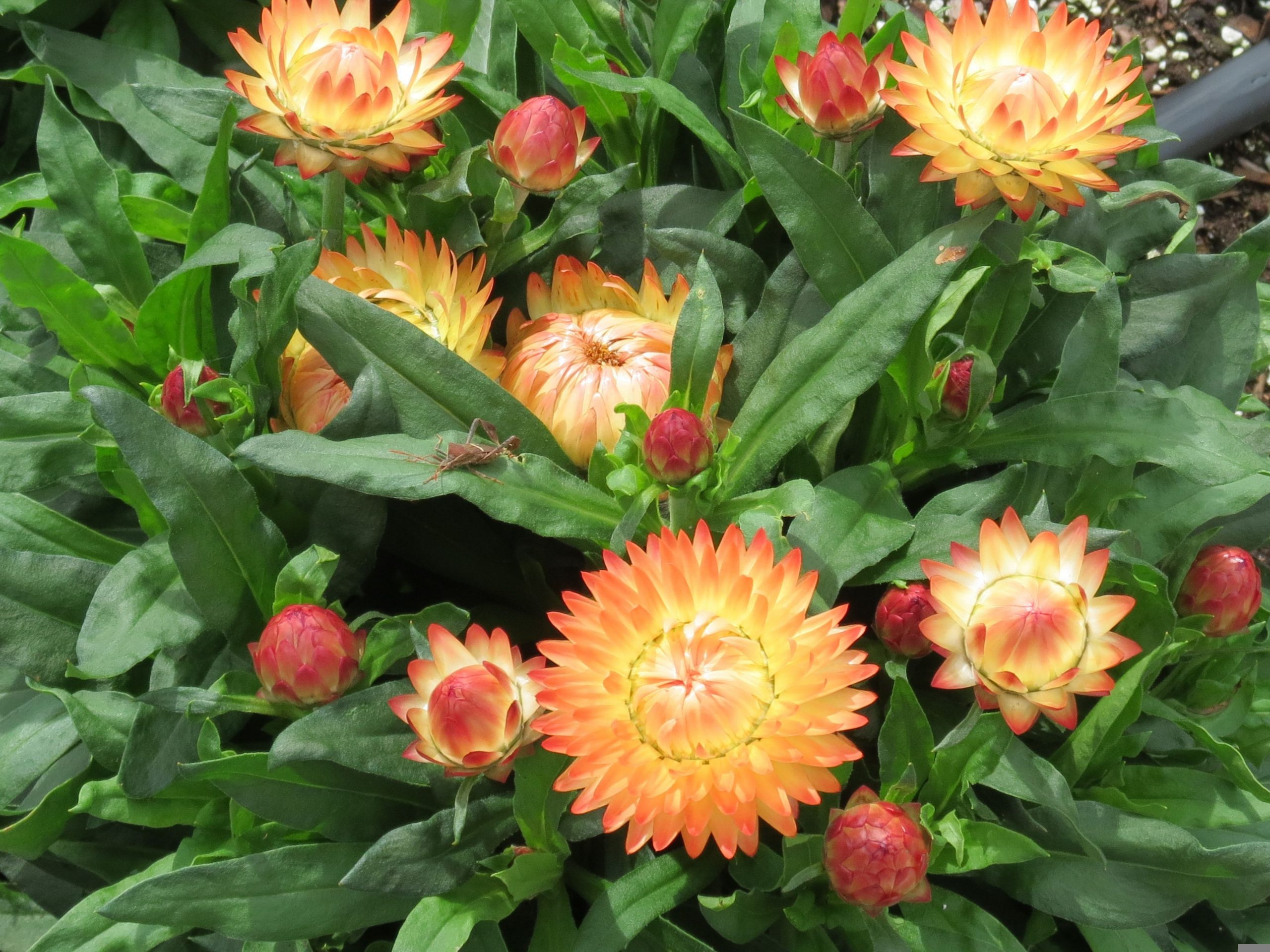Bracteantha (Strawflower) Granvia Peachy Keen - Moss Greenhouses