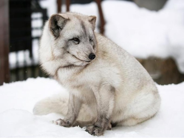 もっふもふでにっこにこ！幸せそうな“笑顔”を見せるホッキョクギツネが