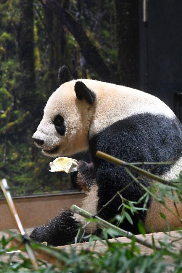 画像24 / 26＞【パンダWalker】双子パンダの寝姿がかわい過ぎる