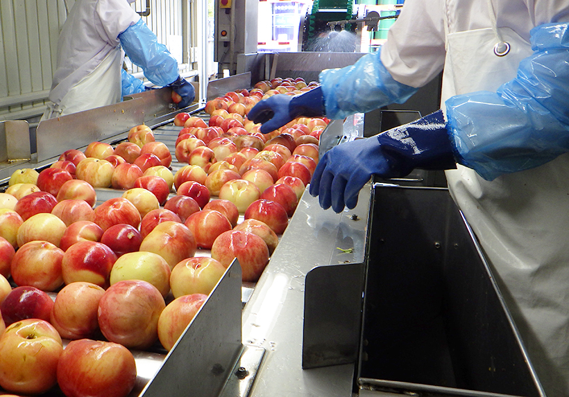 リンゴ加工特集2026 - 日本食糧新聞・電子版