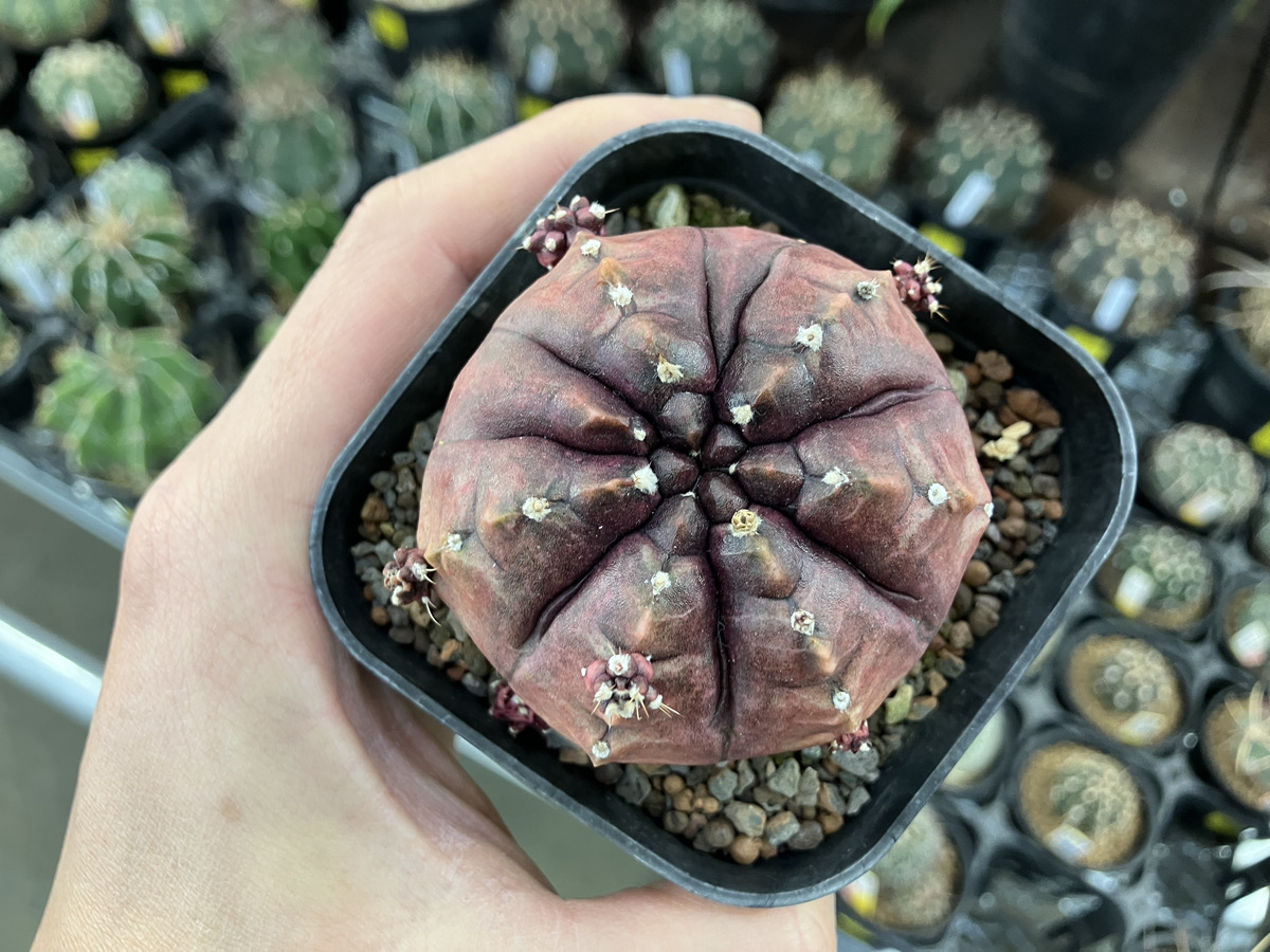 サボテン実生苗探訪 | オザキフラワーパーク | オザキフラワーパーク