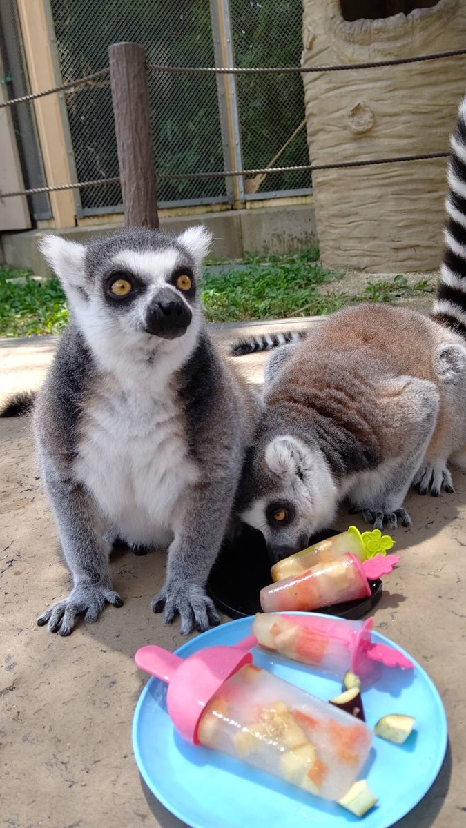 当園で暮らしている #ワオキツネザル も野生下では生息地の減少が原因