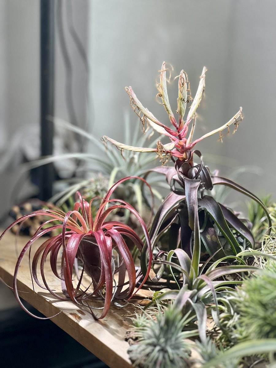 赤いティランジアっていいよね。 Tillandsia 'Red Robin' Tillandsia