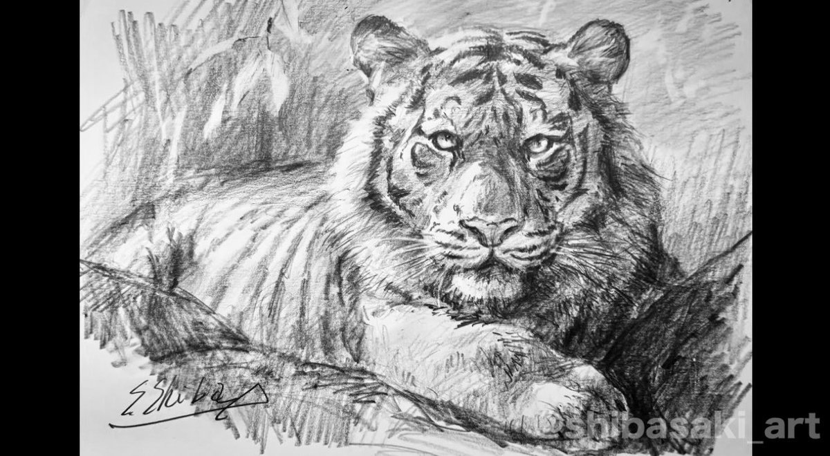 トラ、ハス、クジャク、自筆の絵です、