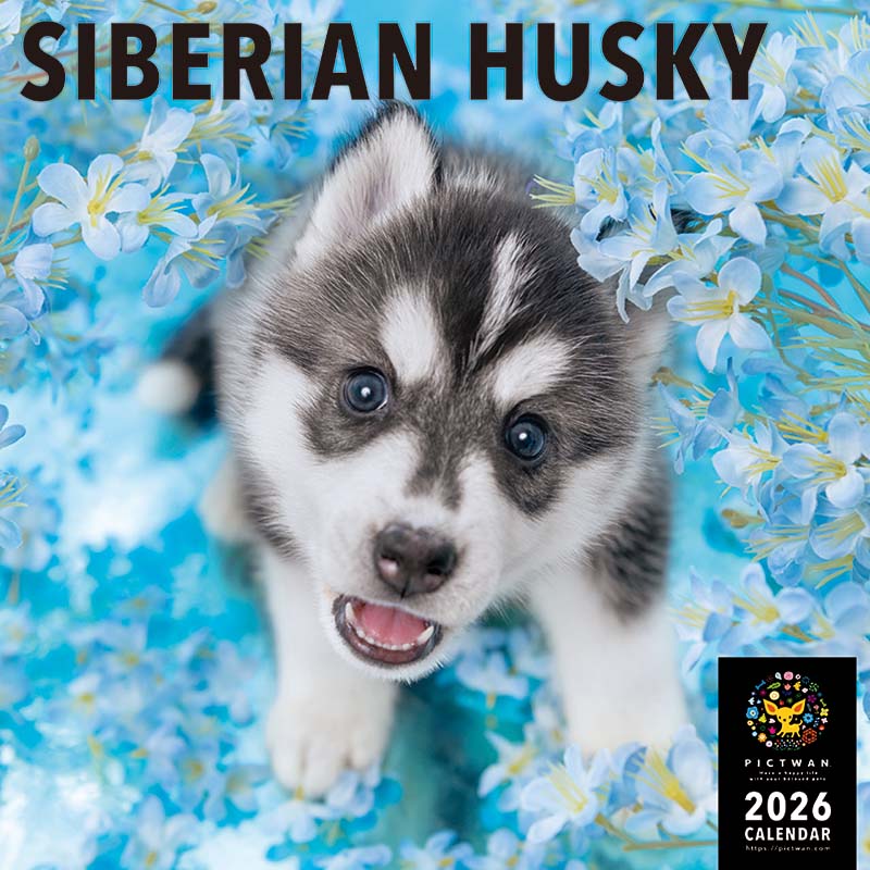 PICTWANカレンダー2026 シベリアン・ハスキー【L判】