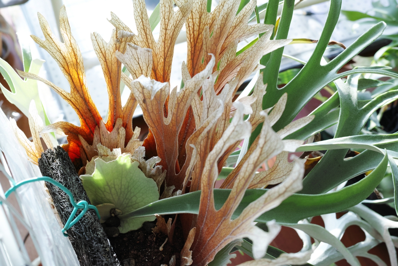 Platycerium veitchii 'Lemoinei' | 俺のビカクシダ