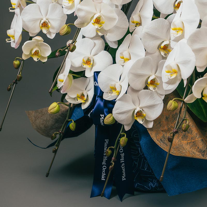 Planet's Hug Orchid（プラハグ） | 引取サービスのある胡蝶蘭の通販