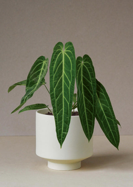 anthrium_warocqueen_xl_grande.