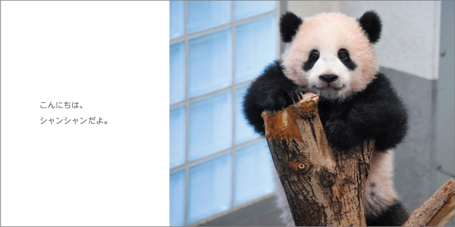 祝1歳！6月12日は上野のパンダ・シャンシャンのお誕生日！かわいい