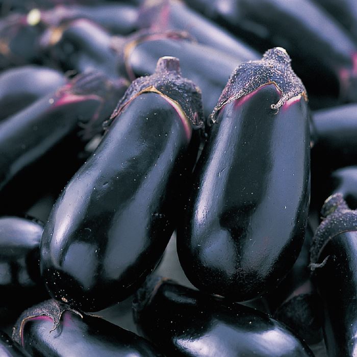 ナス ごちそう｜種（タネ）,球根,苗,資材,ガーデニンググッズの通販は