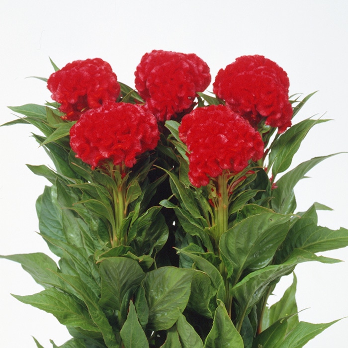 ケイトウ サカタプライド (ver.2)｜種（タネ）,球根,苗,資材