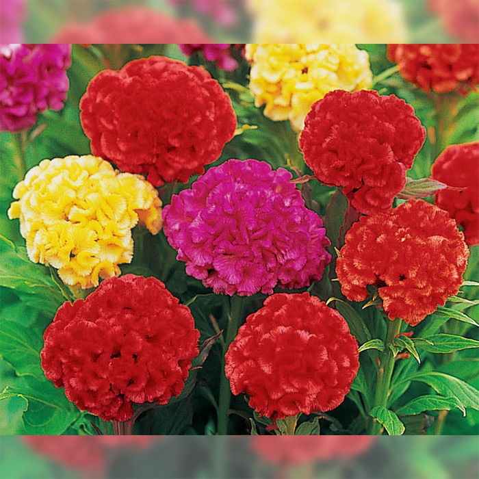 久留米けいとう 切り花用 混合｜種（タネ）,球根,苗,資材,ガーデニング