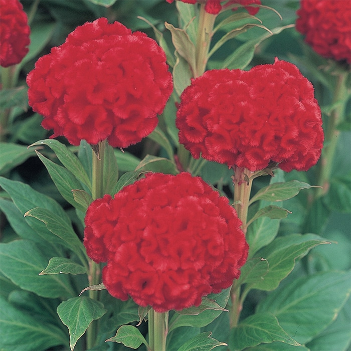 久留米けいとう サカタ プライド｜種（タネ）,球根,苗,資材