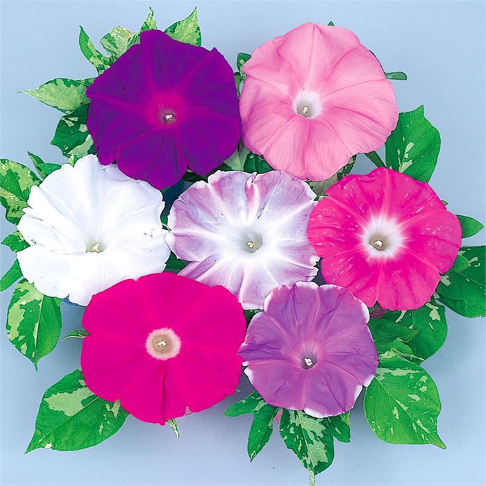 アサガオ 暁の混合｜種（タネ）,球根,苗,資材,ガーデニンググッズの