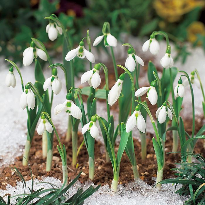 スノードロップ エルウェシー｜種（タネ）,球根,苗,資材,ガーデニング