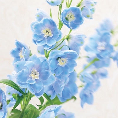 連結パック苗 デルフィニウム キャンドルiQ ドルフィン｜種（タネ