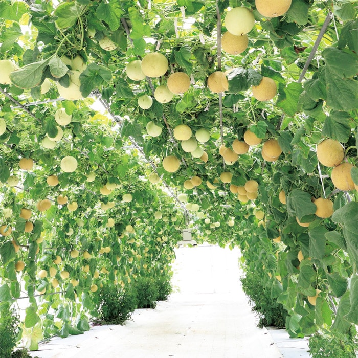 ネットメロン ころたん（R） 自根苗｜種（タネ）,球根,苗,資材