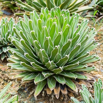 Agave Victoriae-reginae - Queen Victoria Agave, Royal Agave - 5