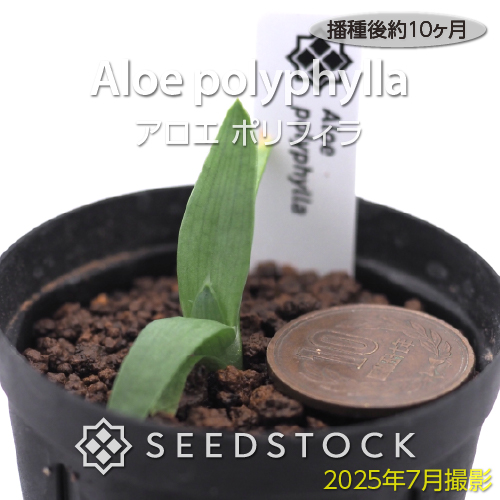 種子] アロエ ポリフィラ Aloe polyphylla | 多肉植物 アロエ 渦巻き