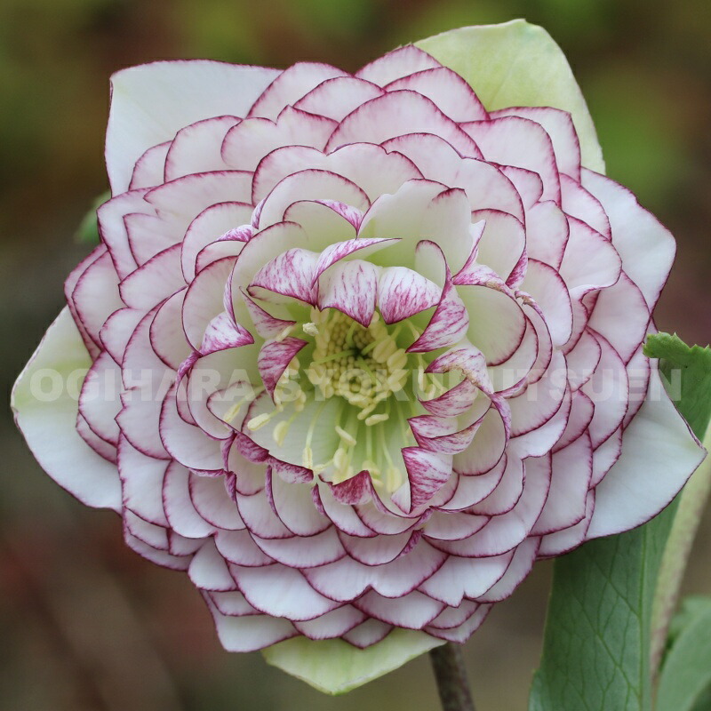 楽天市場】クリスマスローズ リバーシブル ダブル 大苗 : おぎはら植物園