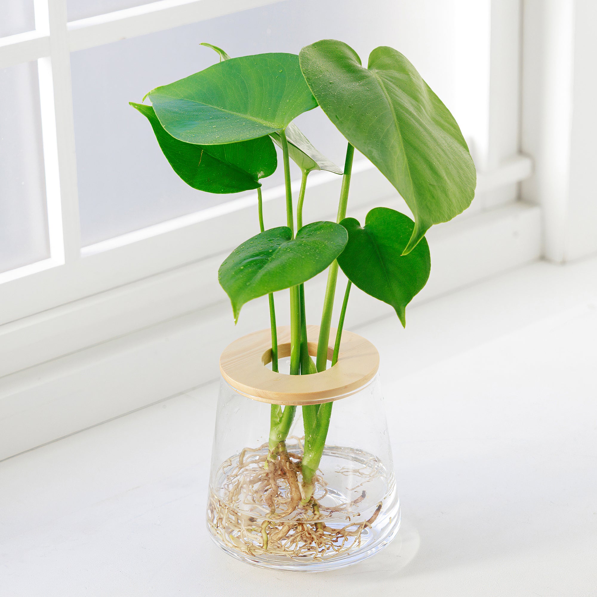 モンステラマクロコソムカット苗 葉長70cm 水耕管理中 モンステラ