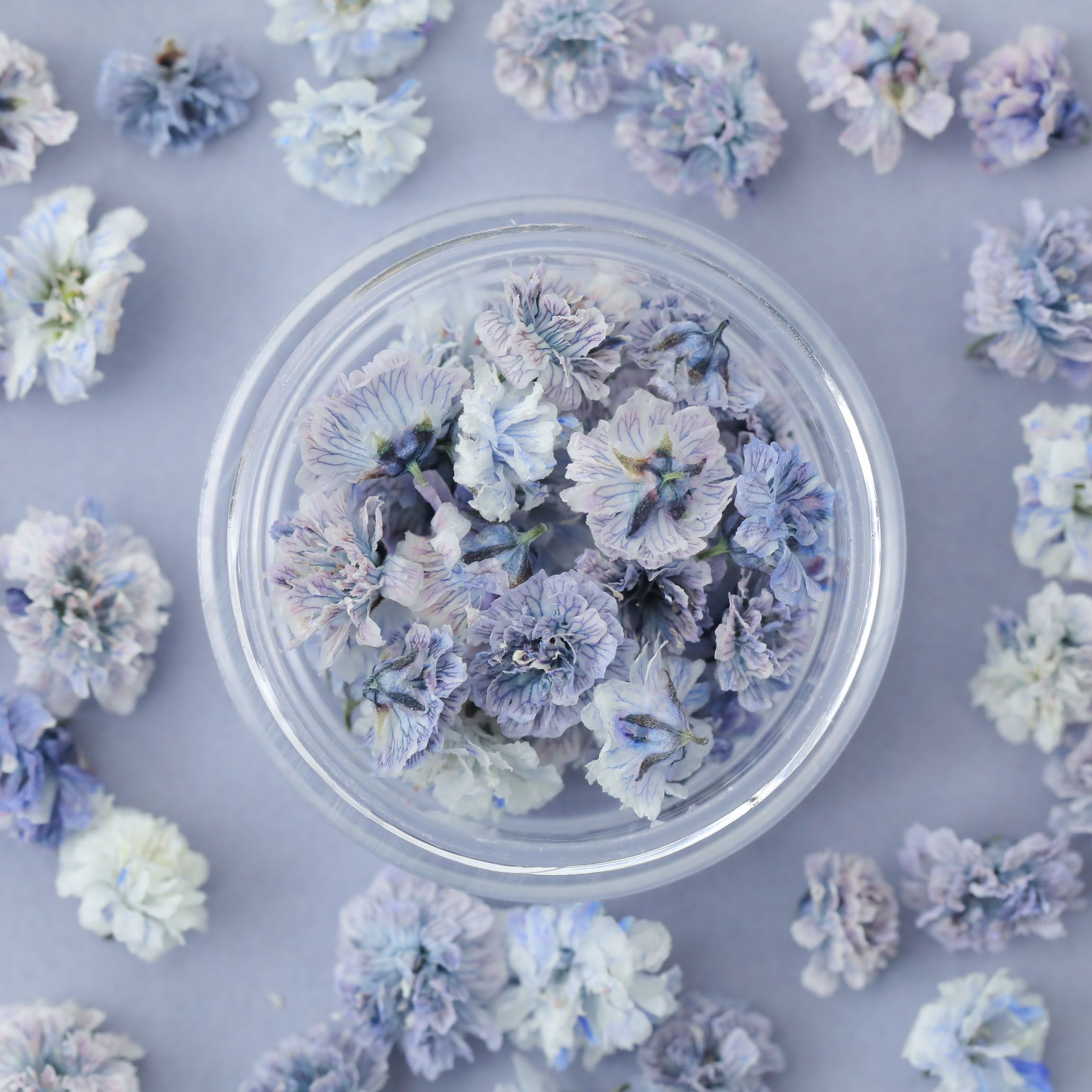 小分け】かすみ草 つぼみ ケース入り 全17色 レジン封入花材 | ク