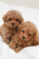 双子のトイプードル[02673000420]の写真・イラスト素材｜アマナイメージズ