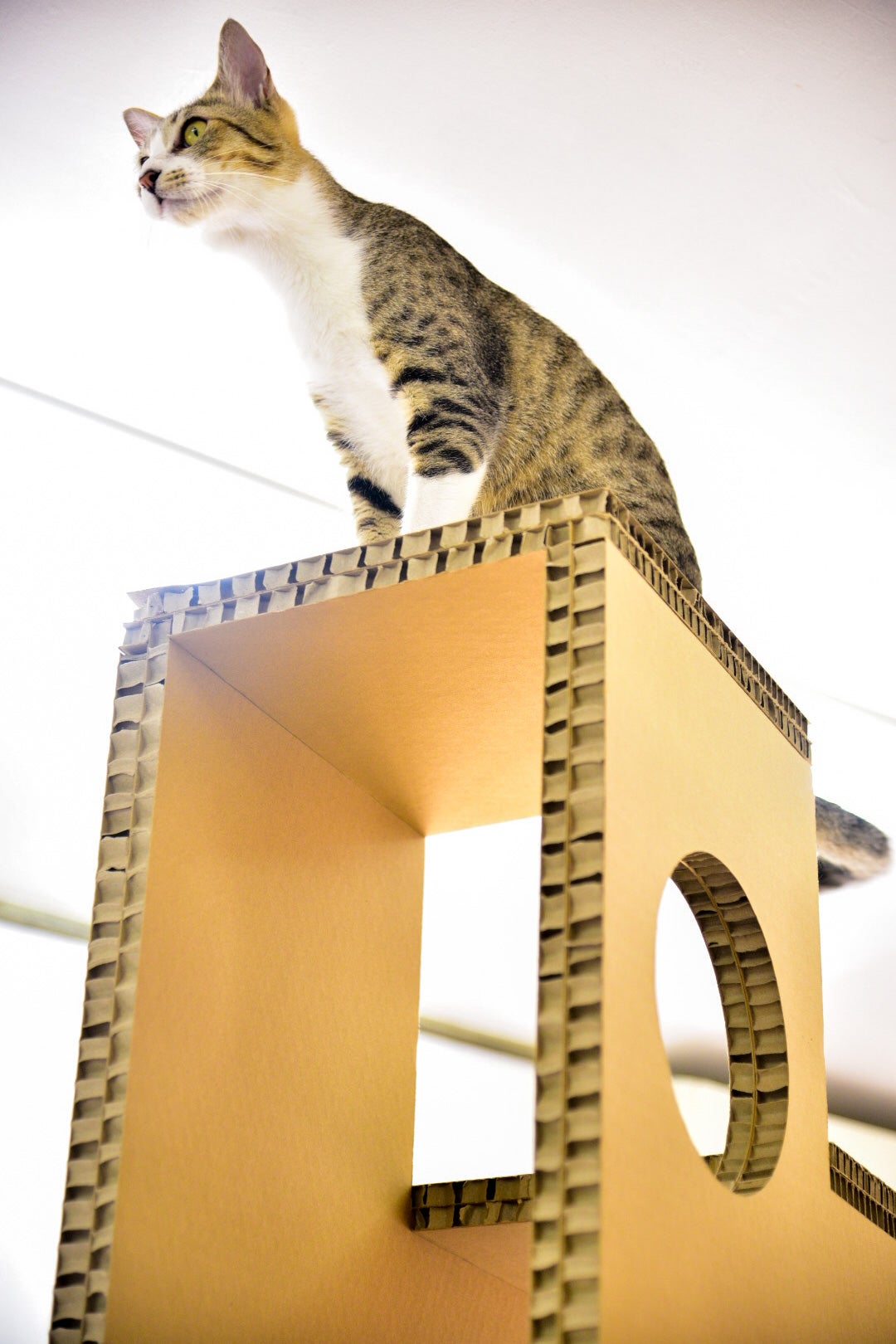 紙製ハニカムパネルで実現！猫が自由自在に遊べるキャットタワー