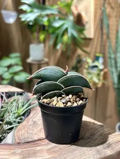 2026年最新】ロリダ サンスベリアの人気アイテム - メルカリ