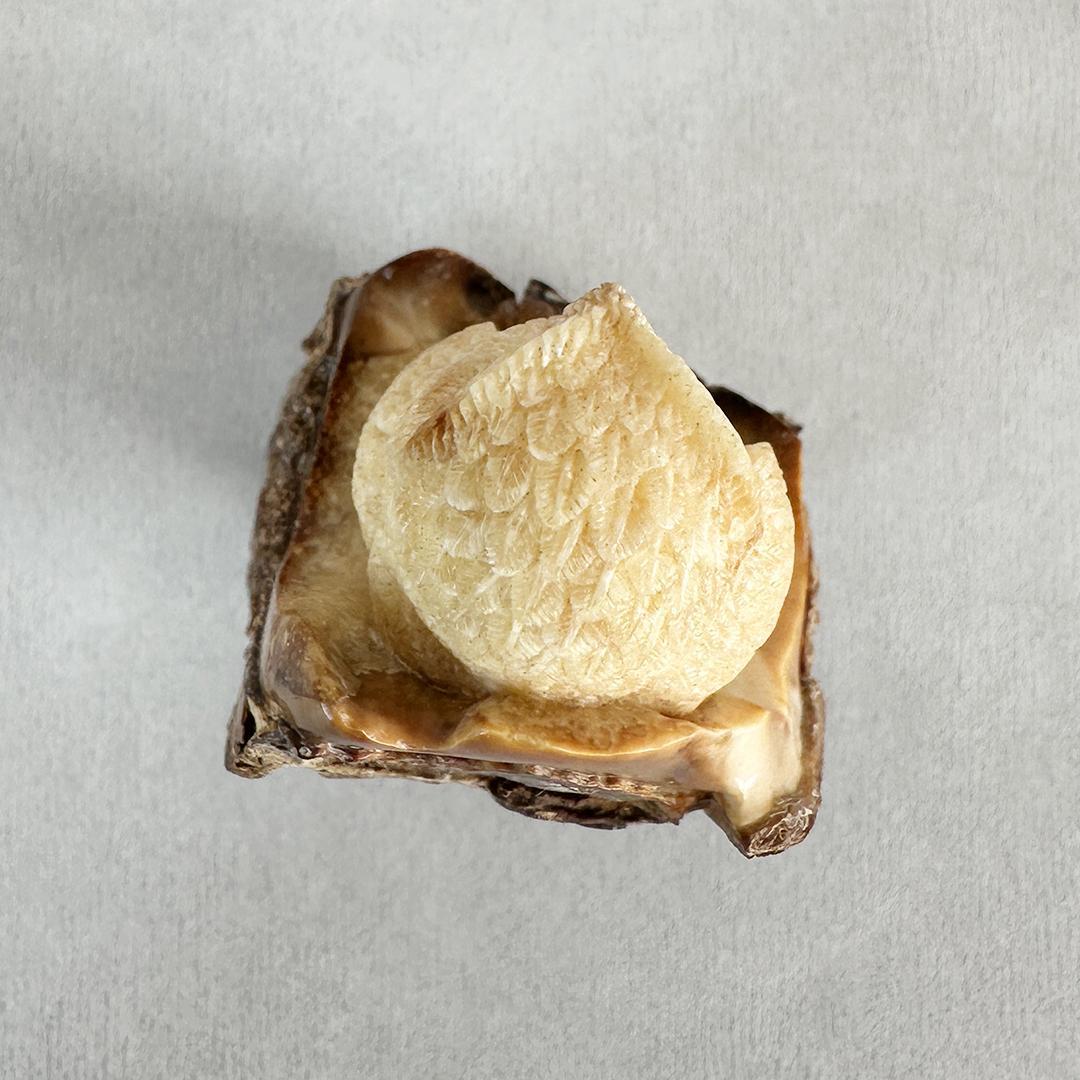 置根付　フクロウ 梟　セイウチ牙製　彫刻 　ミ10