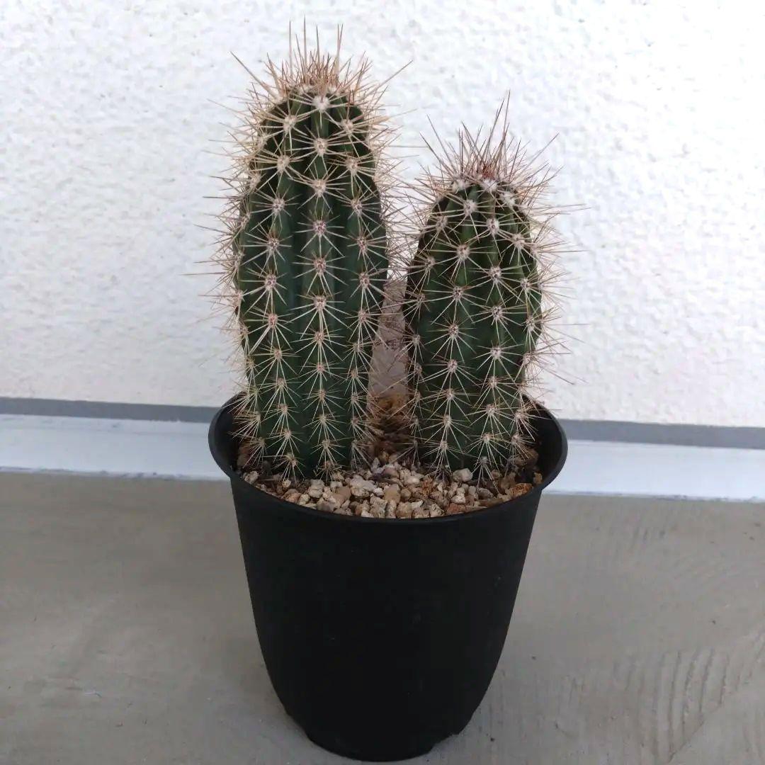 パキケレウス 武倫柱 2本立て - メルカリ