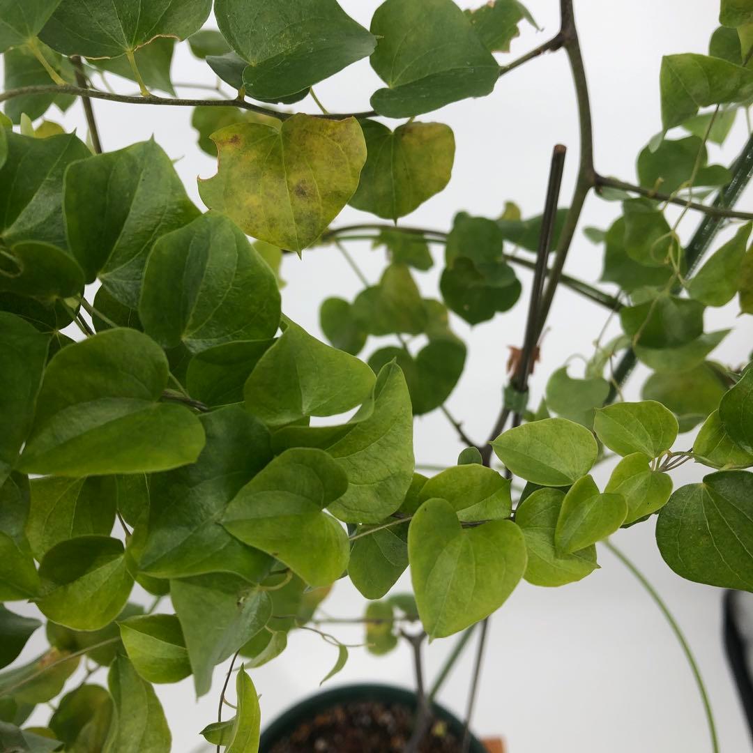 アフリカ亀甲竜　7号　②