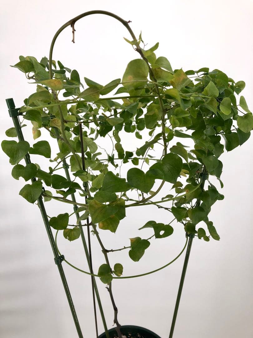 アフリカ亀甲竜　7号　②