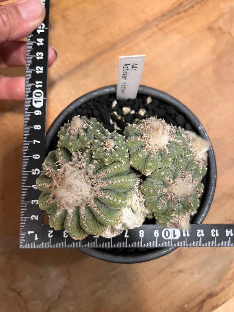 アズテキウム 花籠 (Aztekium ritteri)