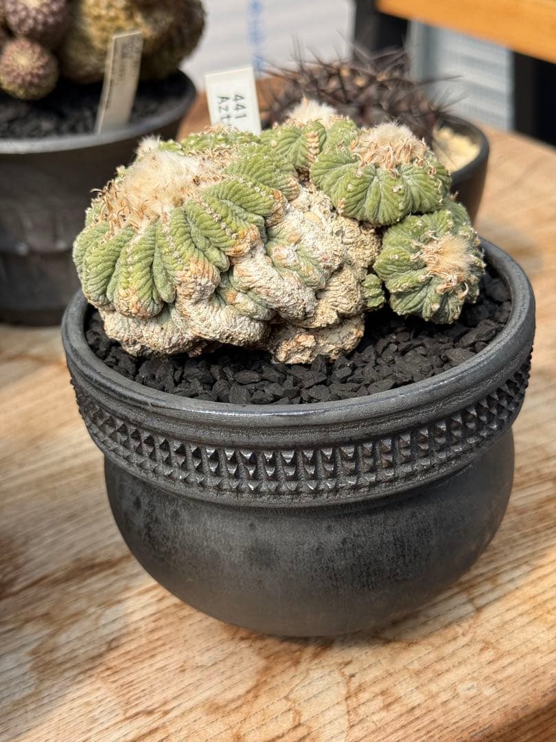 アズテキウム 花籠 (Aztekium ritteri)