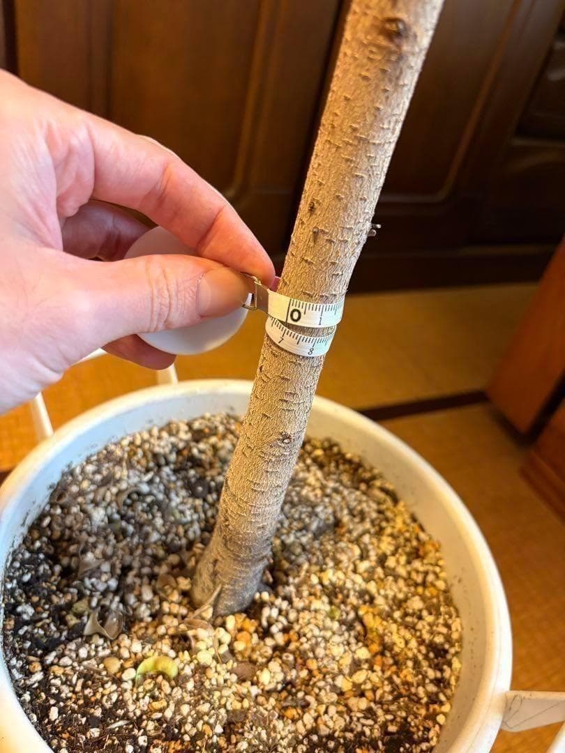 直接引取限定】ベンジャミン・バロック 大株（高さ約2m・1本立ち）