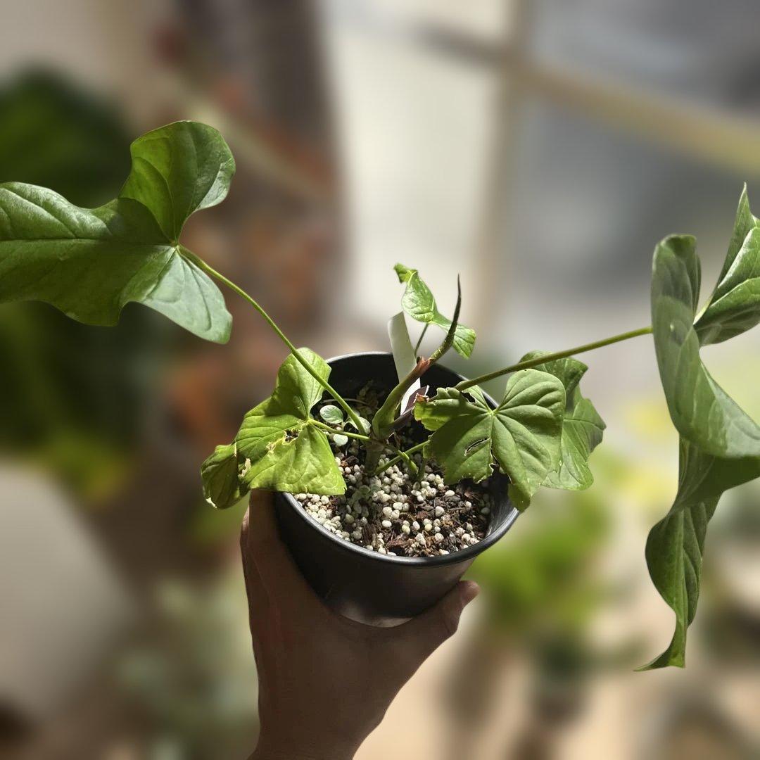 希少種】アンスリウム・グイルディンキーAnthurium guildingii - メルカリ