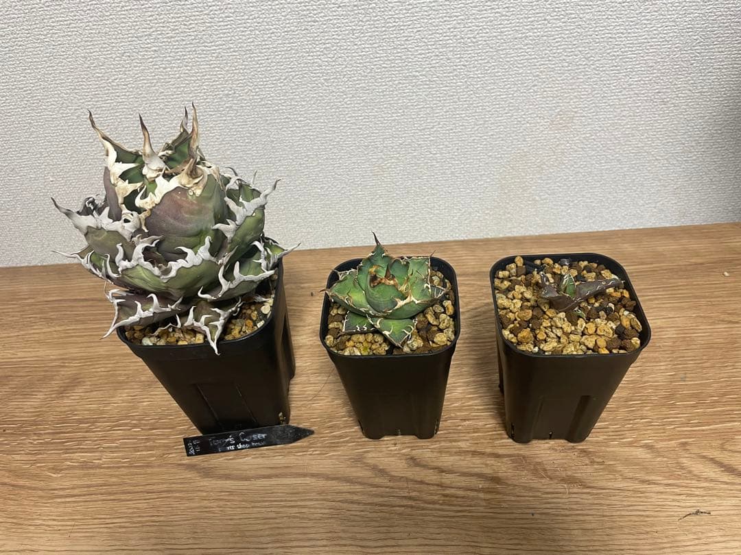 子株】tony産シーザーアガベ チタノタ - メルカリ