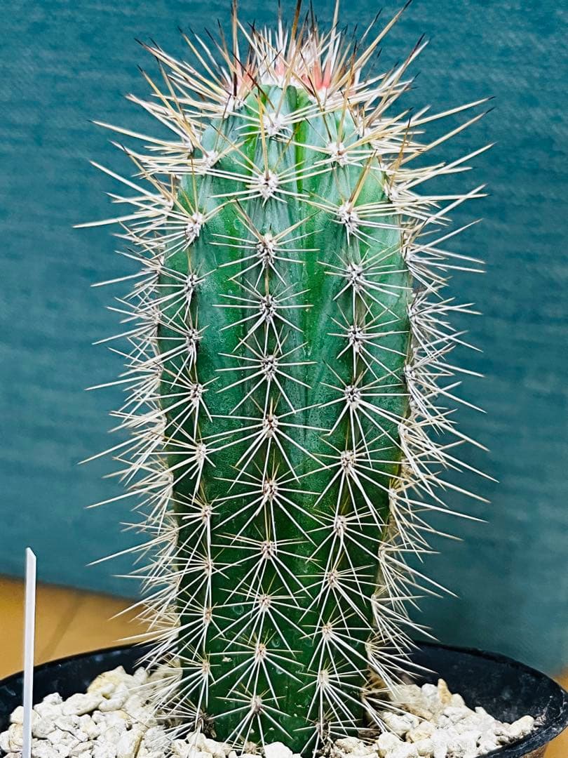 ①点限り☆大人気☆ 武倫柱 ブリンチュウ☆柱サボテン15㎝抜き苗